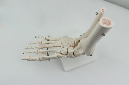 Doc.Royal Human 1: 1 големина модел на симулација на коските на нозете модел на медицинска анатомија